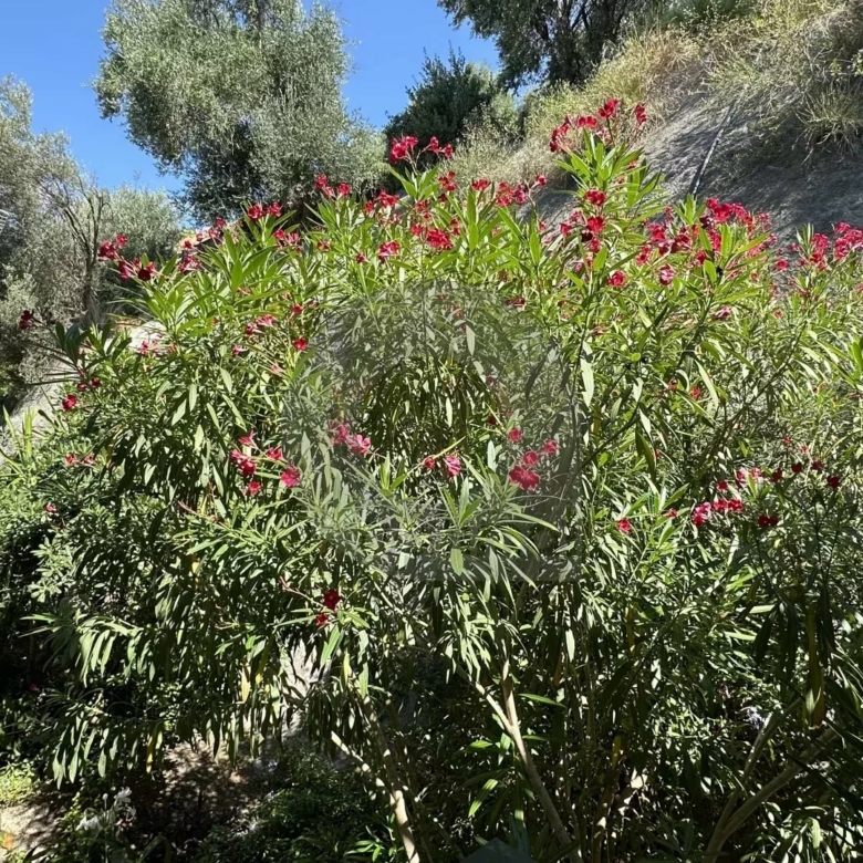 MENTON – TERRES CHAUDES: APPARTEMENT 2P AVEC VUE MER PANORAMIQUE –  GARAGE et CAVE