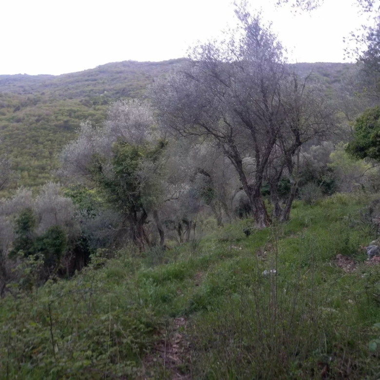 Grand terrain d’agrément