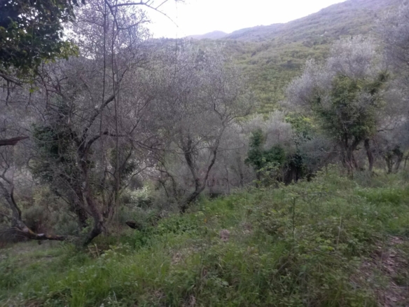 Grand terrain d’agrément