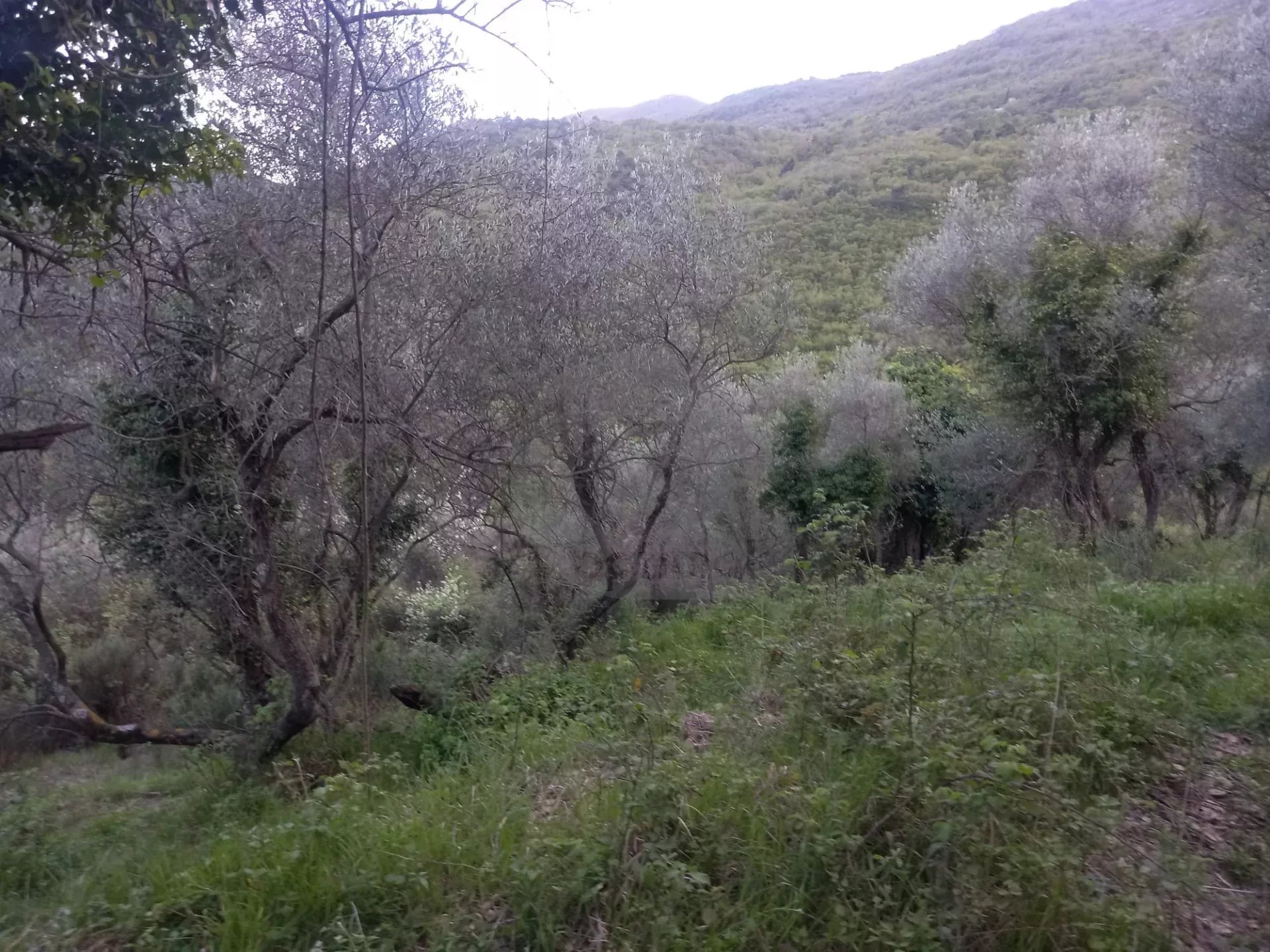 Grand terrain d’agrément
