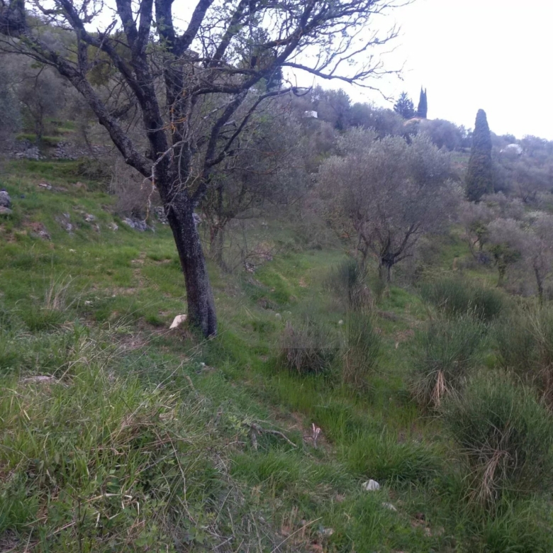 Grand terrain d’agrément
