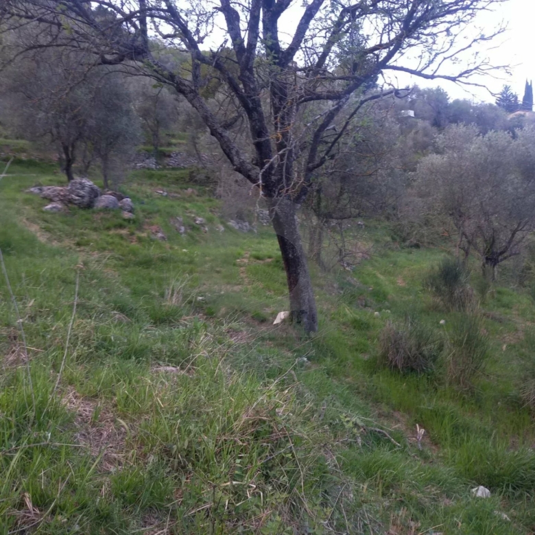 Grand terrain d’agrément